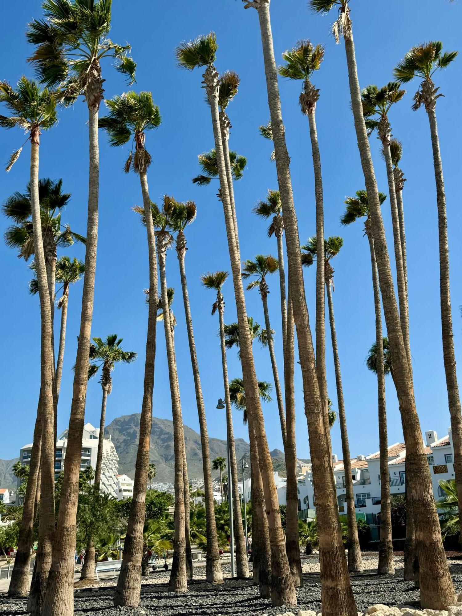 Buenavista Torviscas Beach Costa Adeje  Kültér fotó
